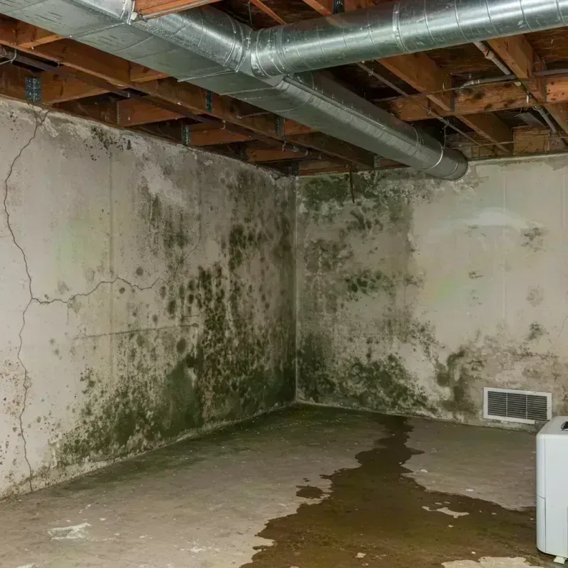 Professional Mold Removal in Milan, IL